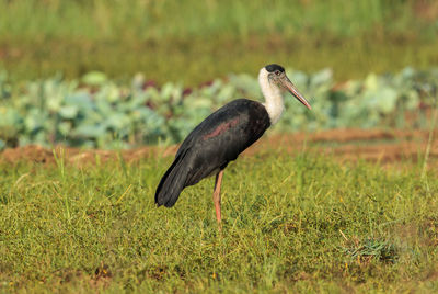 Close-up of a bird on grass