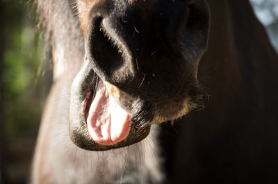 Close-up of dog