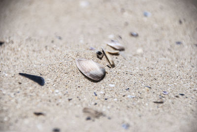 Close-up of seashell on sand