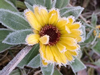 Close-up of yellow flower blooming outdoors