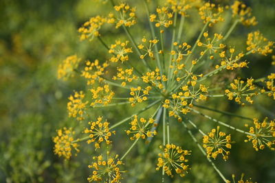 Close-up of yellow flowers