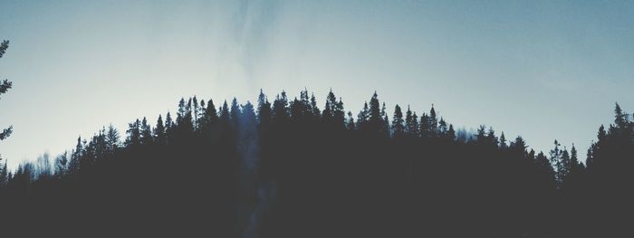 Low angle view of trees against sky