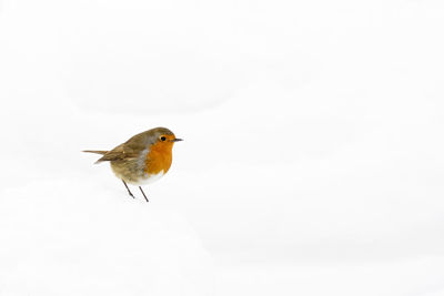 Bird perching on a leaf