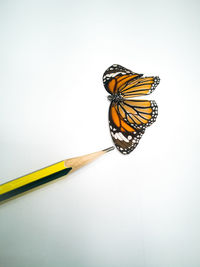 Close-up of butterfly on white background