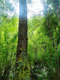 Low angle view of bamboo trees in forest