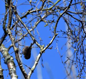 Low angle view of bird perching on tree