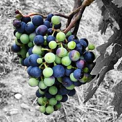 Close-up of grapes hanging in vineyard