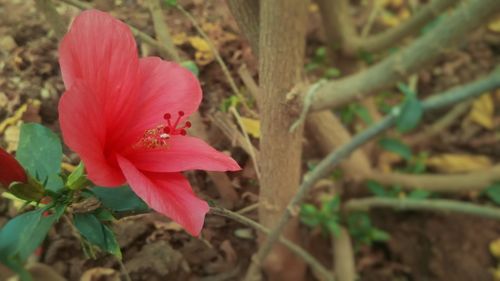 Close-up of red flower