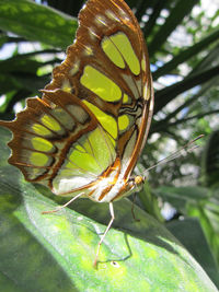 Close-up of butterfly on leaf