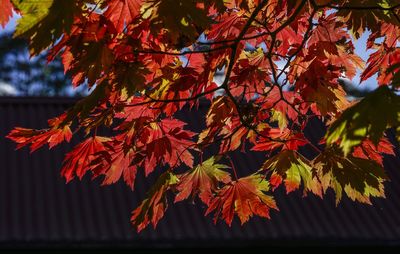 Close-up of red maple leaves on tree