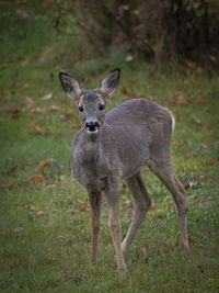 animal
