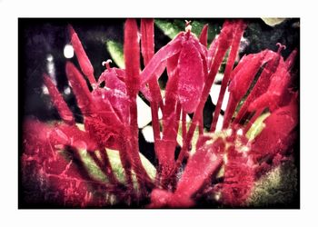 Close-up of red flowers