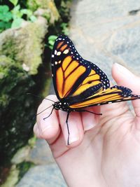 Close-up of hand holding butterfly