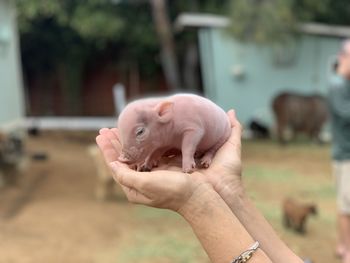 Newborn piglet 