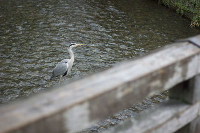 High angle view of a bird