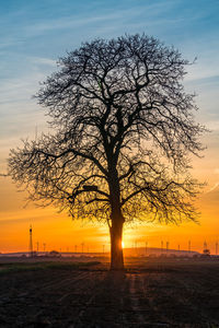 Silhouette bare tree on field against sky during sunset