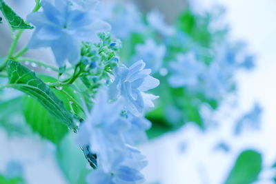 Close-up of white flowering plant