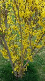 Close-up of yellow flower tree