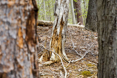 Close-up of tree trunk in forest