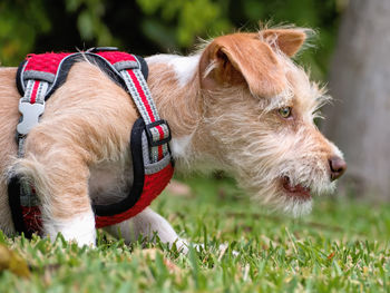 Close-up of dog on grassy field