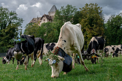 Cows on field