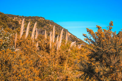 Plants growing on land against clear blue sky