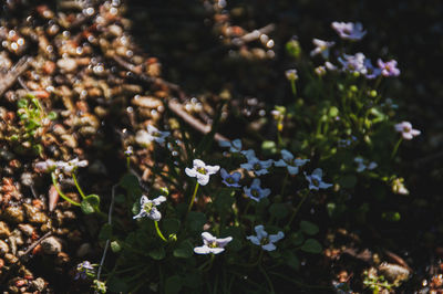 High angle view of flowering plants on field