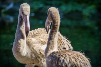 Close-up of young flamingos