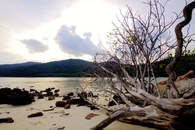 Reflection of bare trees in lake