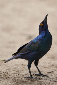 Close-up of bird perching on a field