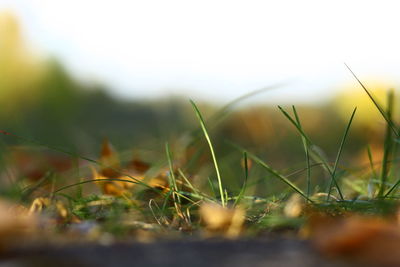 Close-up of grass on field against sky