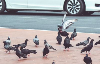 Flock of birds