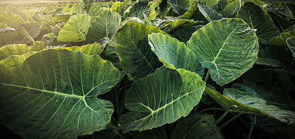 Close-up of green leaves on plant