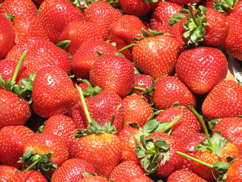 Red glistenening strawberries at a farm stand.