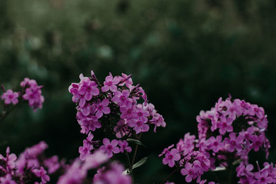 Close-up of pink flowering plants in park