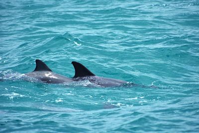 View of dolphins swimming in sea