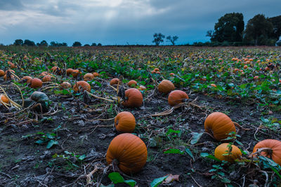 Close-up of pumpkins on field against sky