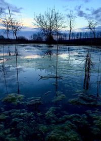 Reflection of trees in lake