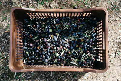 Freshly harvested olives in crates