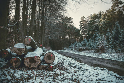 Snow covered trees