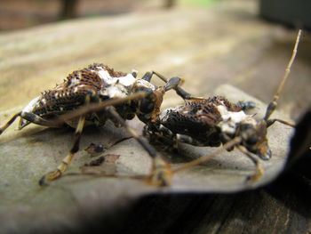 Close-up of bugs on dry leaf at table
