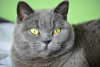 Close-up portrait of a cat