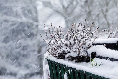 View of snow covered trees