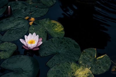 Beautiful water plants floating in the water like lotus in soft natural light.