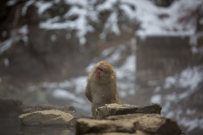 Monkey on rock