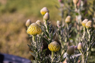 Close-up of yellow flowering plant on field