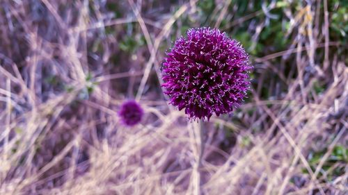 Close-up of purple flowering plant on field