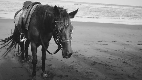 Horse standing on beach