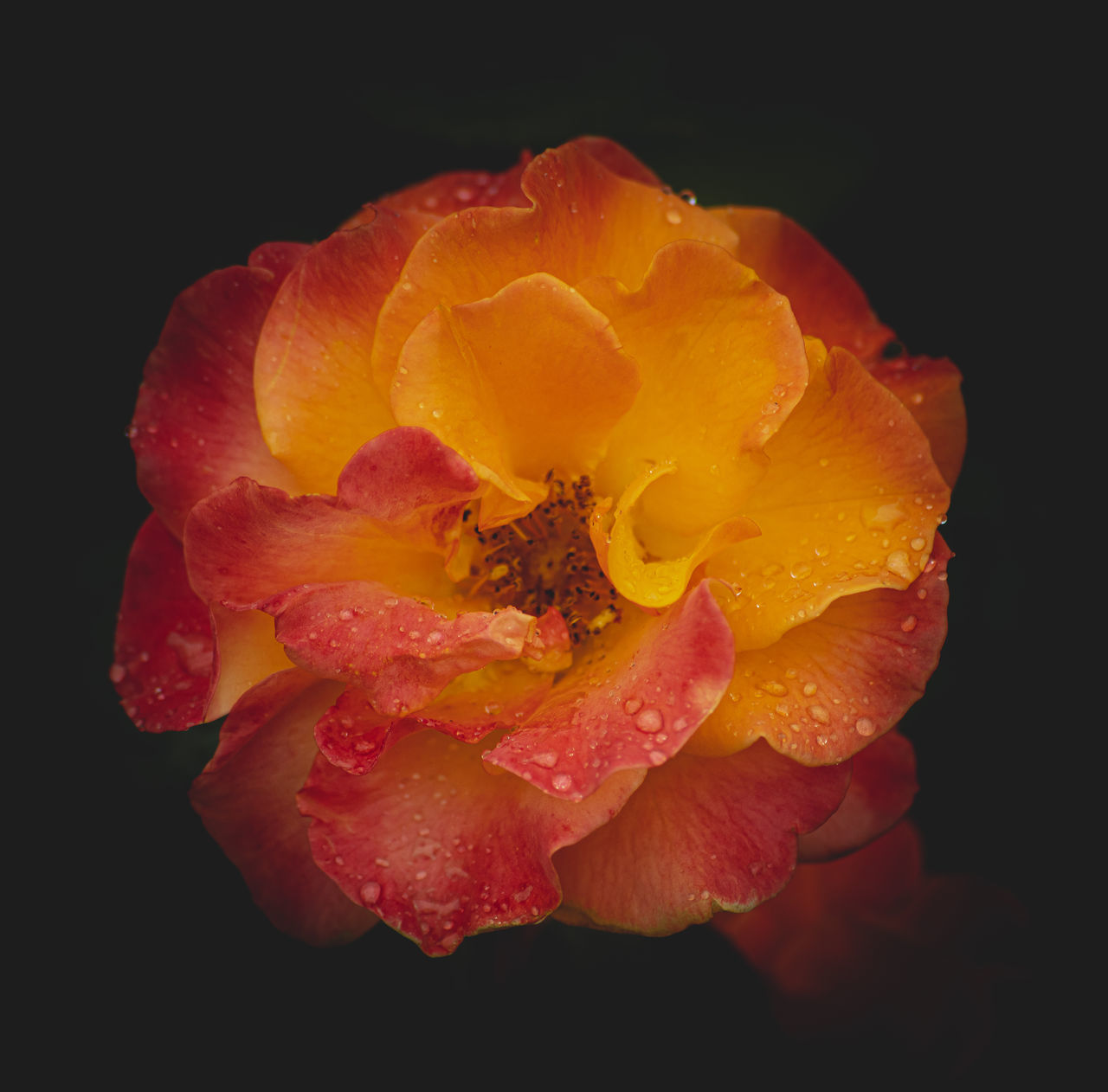 CLOSE-UP OF ROSE WITH WATER DROPS ON PINK ROSES