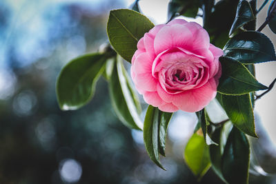 Close-up of pink rose blooming in garden